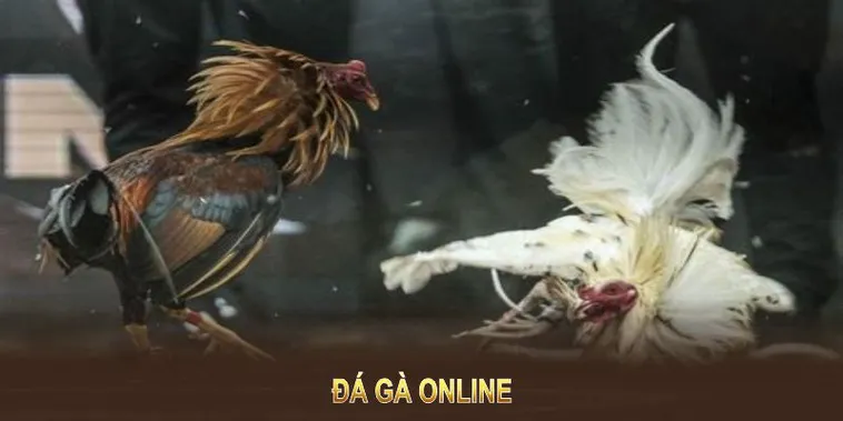 Tham Gia Đá Gà WS168 Tại 33WIN: Chinh Phục Thắng Lợi Lớn